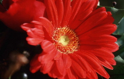 �bersetzungen griechisch