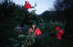 �bersetzung russisch hamburg