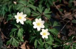 �bersetzung russisch deutsch