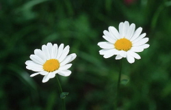 �bersetzungen rum�nisch