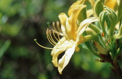 �bersetzer englisch deutsch